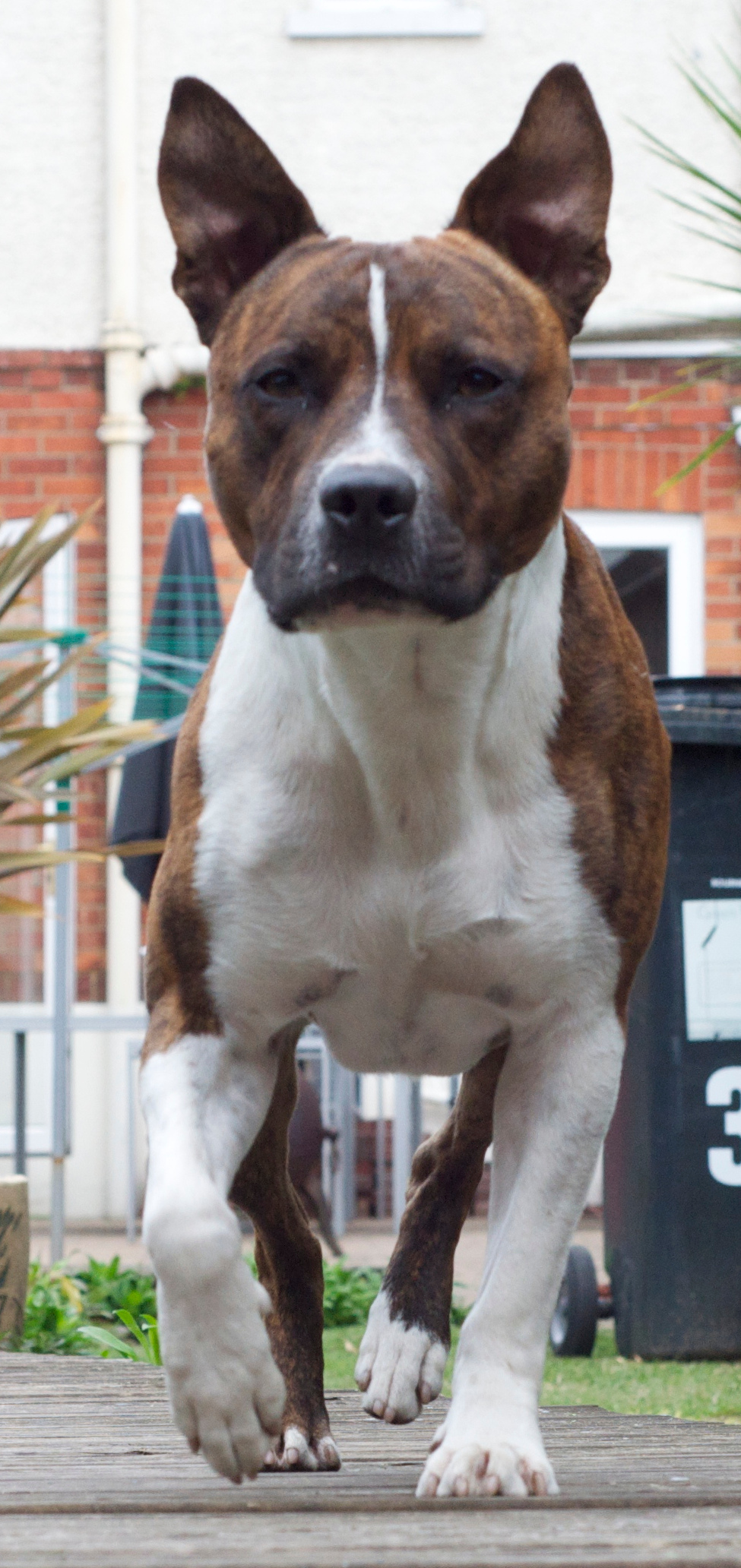 Monty the dog